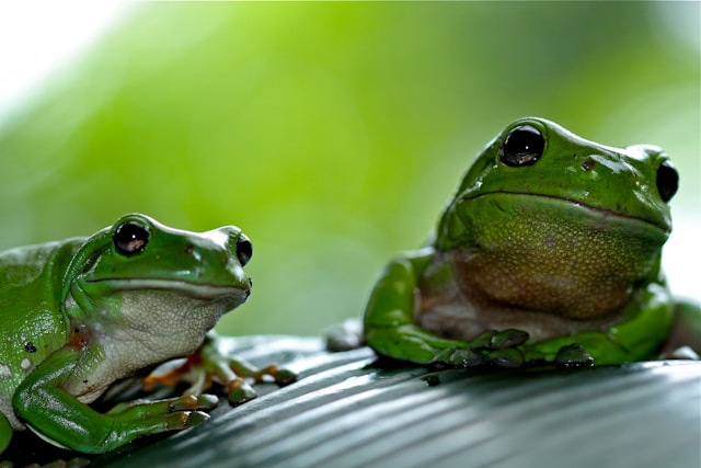 Frogs